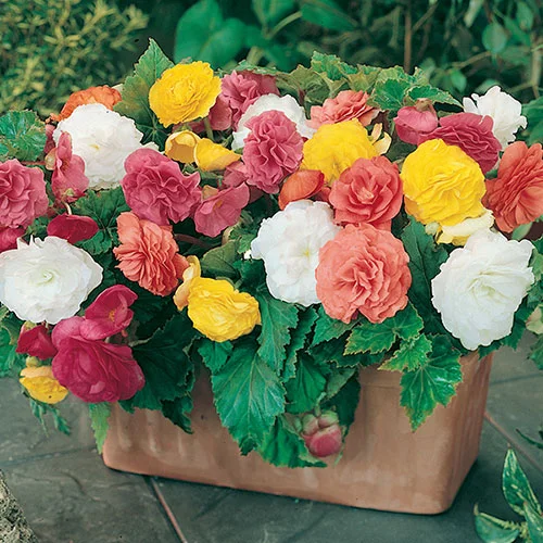 gardeningdirect2978684