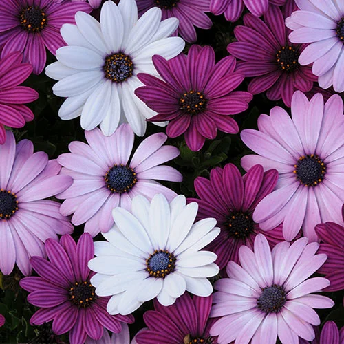 gardeningdirect2978730