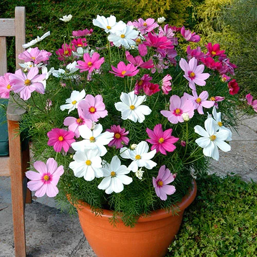 gardeningdirect2978752