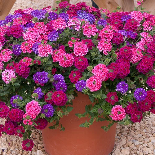 gardeningdirect2978802