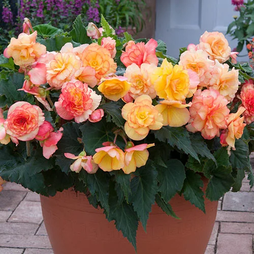 gardeningdirect2978821