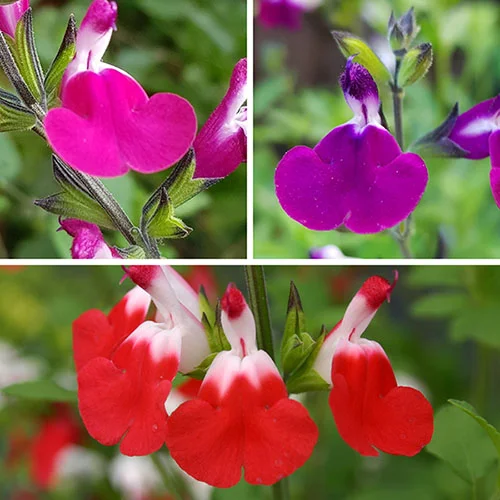 gardeningdirect2978862