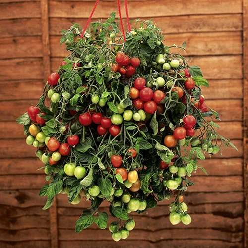 gardeningdirect2978905