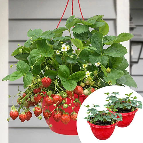 gardeningdirect2978938