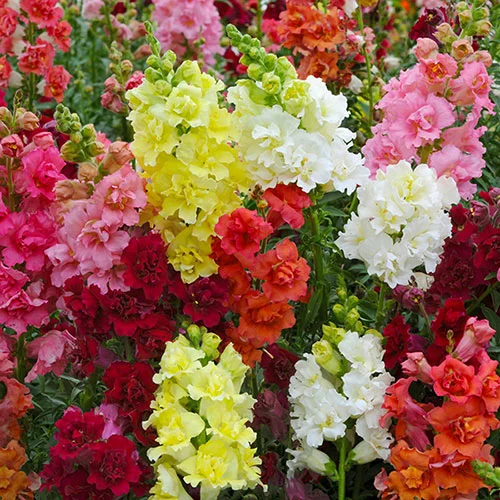 gardeningdirect2978957