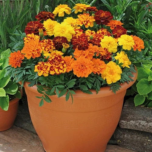 gardeningdirect2978973