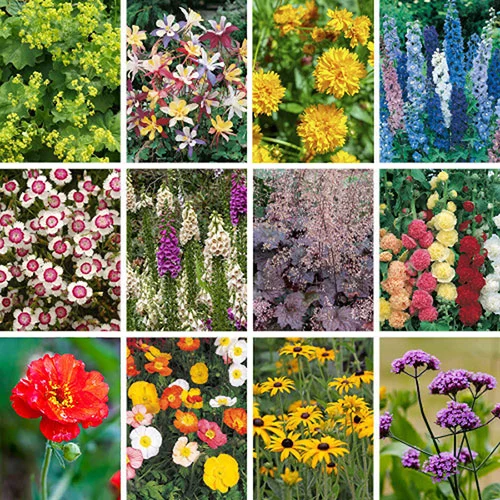 gardeningdirect2979016