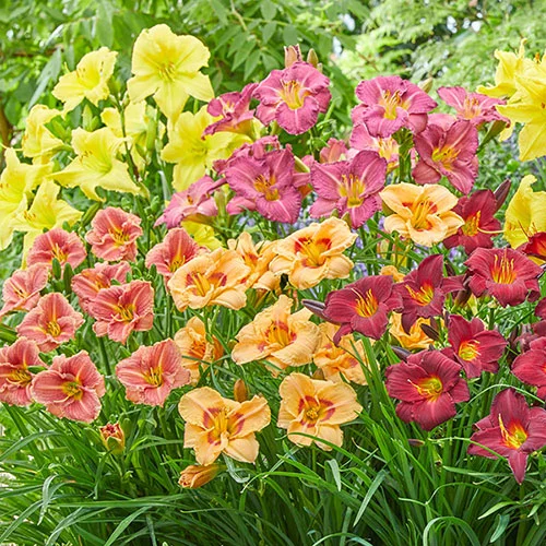 gardeningdirect2979104