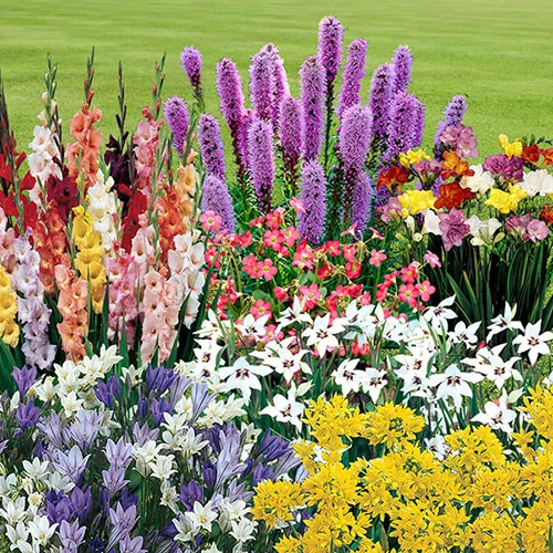 gardeningdirect2979131
