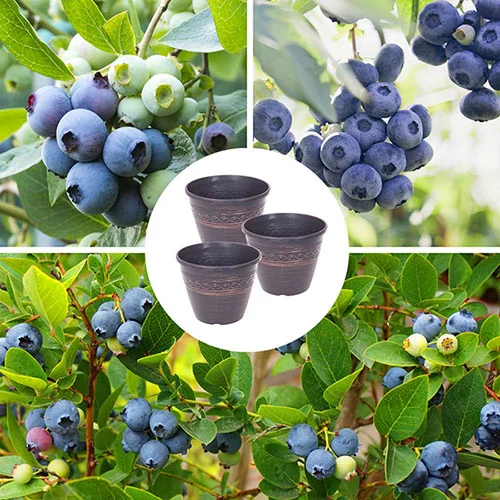 gardeningdirect2979270