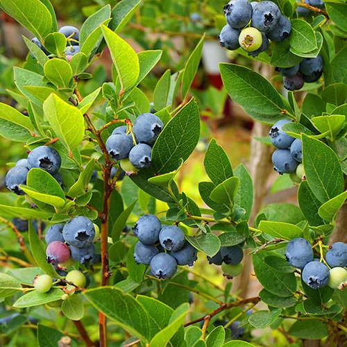 gardeningdirect2979307