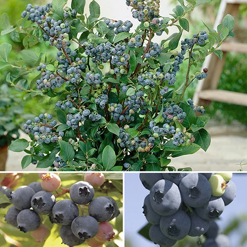 gardeningdirect2979346