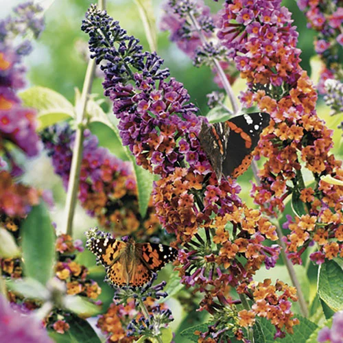 gardeningdirect2979451