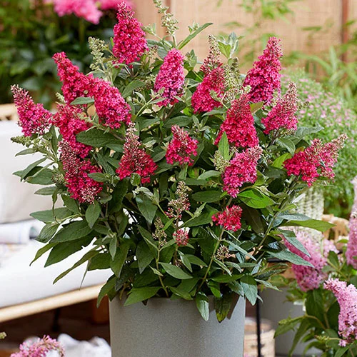 gardeningdirect2979472