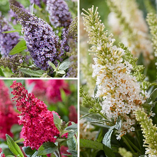 gardeningdirect2979509