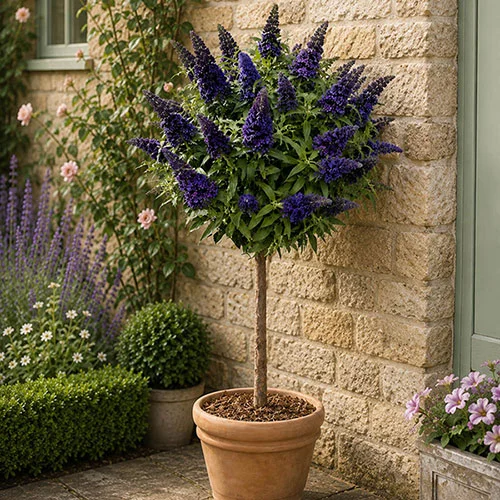 gardeningdirect2979543