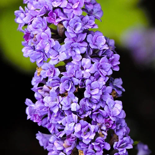 gardeningdirect2979562
