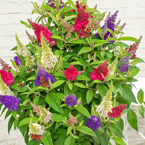 gardeningdirect2979579
