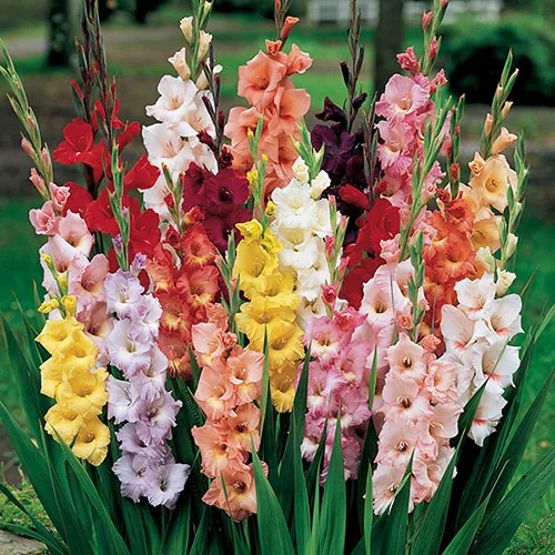 gardeningdirect2979621