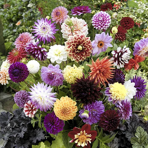 gardeningdirect2979647