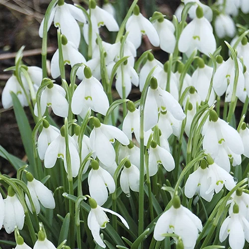 gardeningdirect2979675