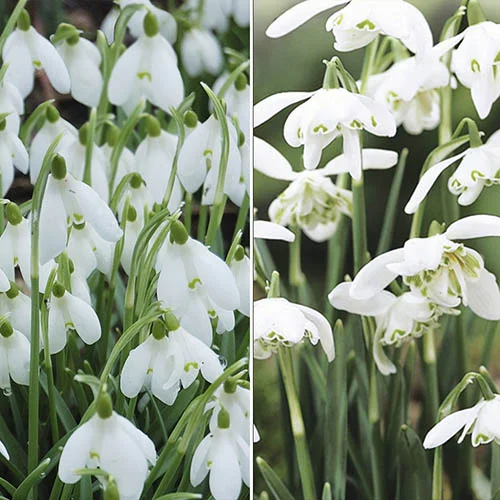 gardeningdirect2979695