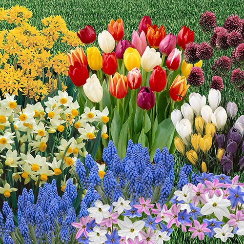 gardeningdirect2979714