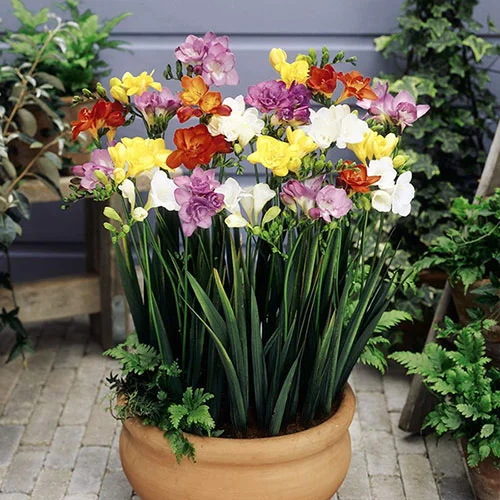 gardeningdirect2979742
