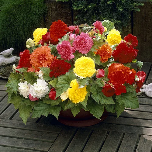 gardeningdirect2979768