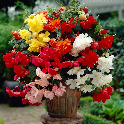 gardeningdirect2979785