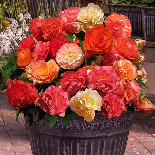 gardeningdirect2979806