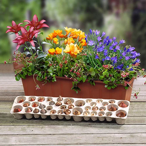 gardeningdirect2979830