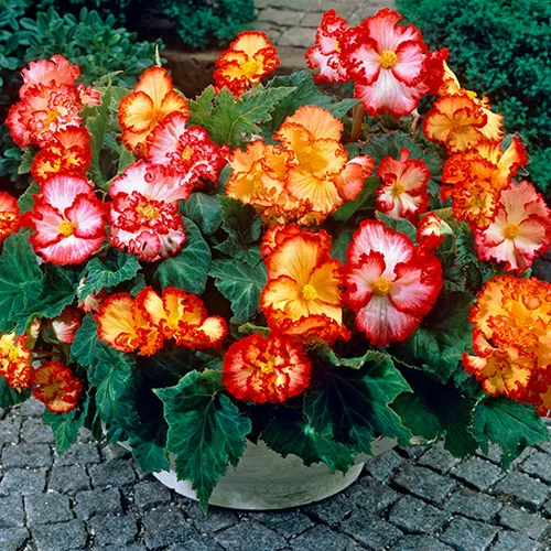 gardeningdirect2979861