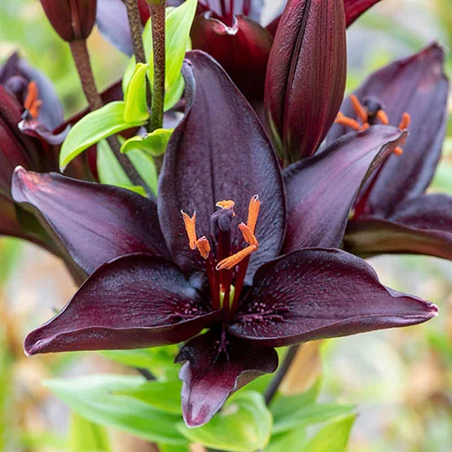 gardeningdirect2979880