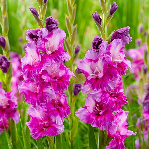 gardeningdirect2979898