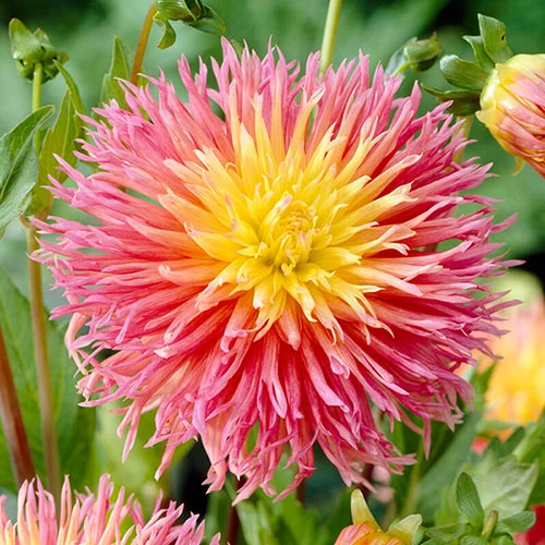 gardeningdirect2979923