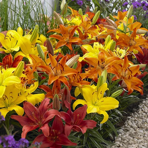gardeningdirect2979947