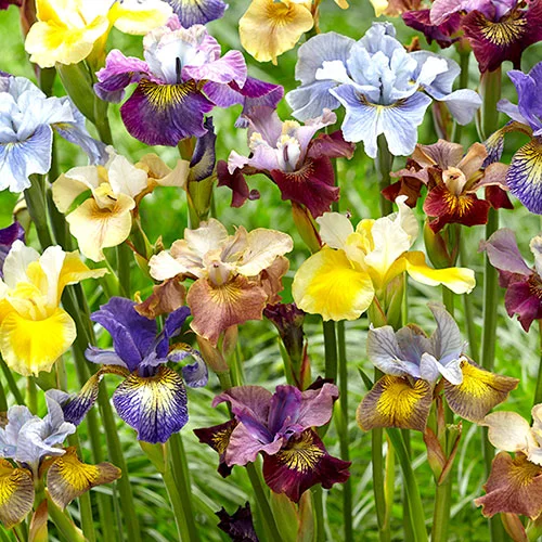 gardeningdirect2980046