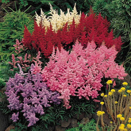 gardeningdirect2980069