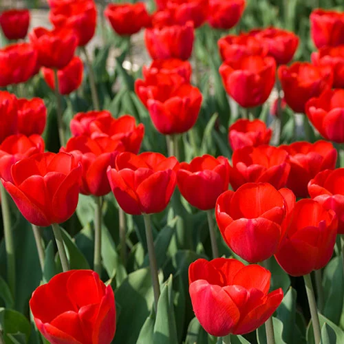 gardeningdirect2980084