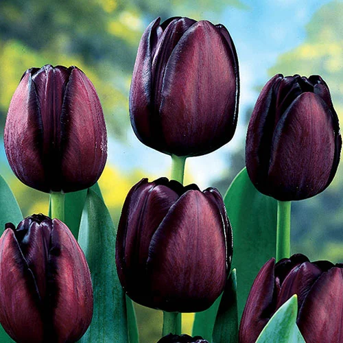 gardeningdirect2980105