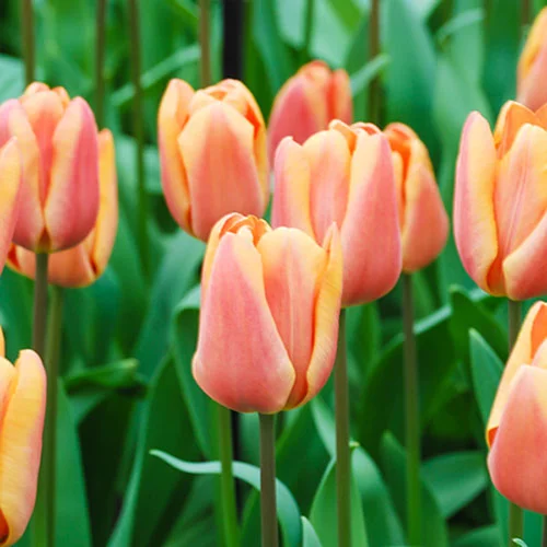 gardeningdirect2980117