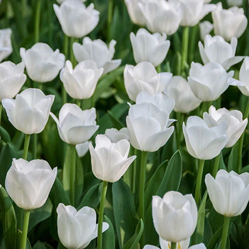 gardeningdirect2980134