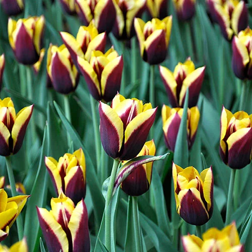 gardeningdirect2980150