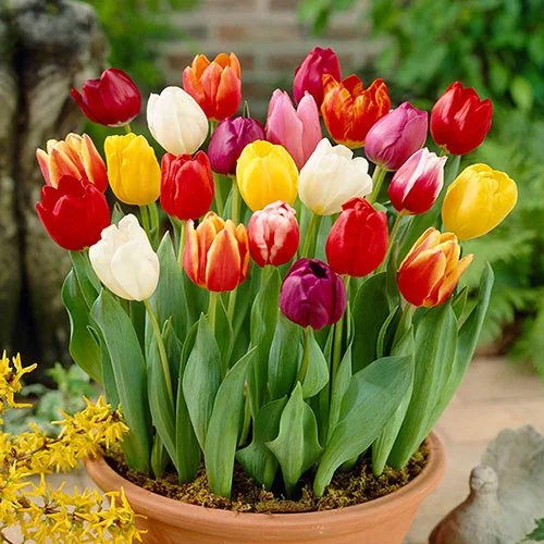 gardeningdirect2980171