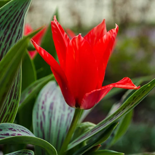 gardeningdirect2980185
