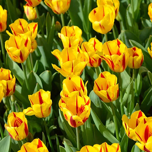 gardeningdirect2980199