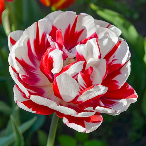 gardeningdirect2980219