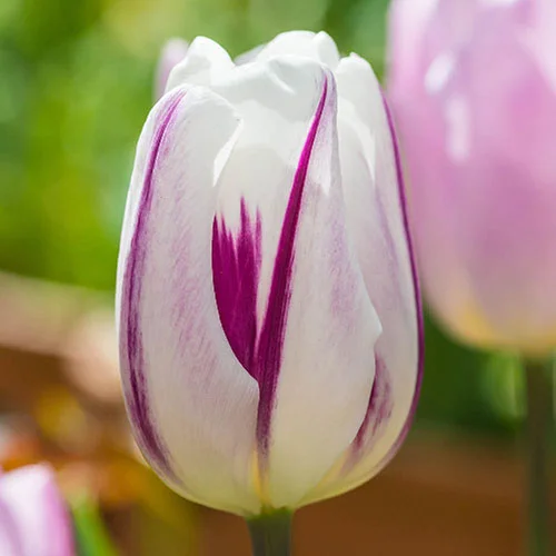 gardeningdirect2980240