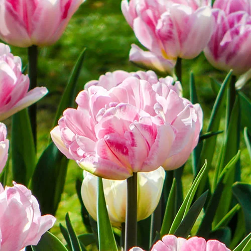 gardeningdirect2980253